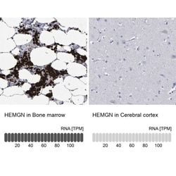 Hemogen Antibody, Novus Biologicals:Antibodies:Primary Antibodies